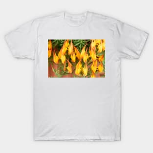 Lotus maculatus  &#39;Gold Flame&#39;  Pico de Paloma  Parrot&#39;s beak T-Shirt